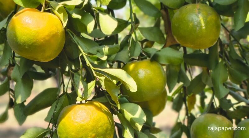 "Santra farming in India with profit details and map – Benoda village highlighted"